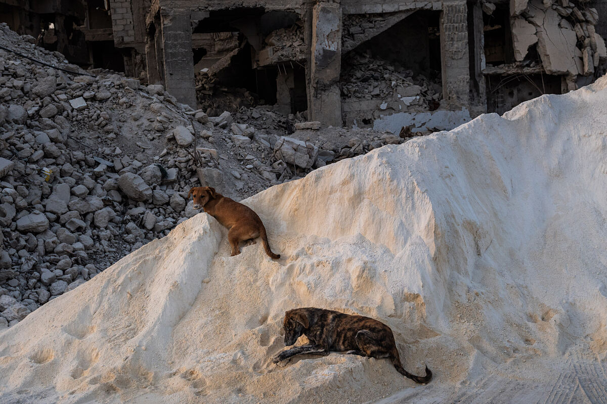 Stray Dogs, 2025, Dominic Nahr